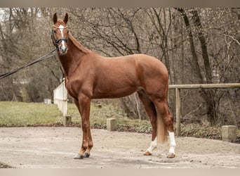 Koń oldenburski, Klacz, 4 lat, 165 cm, Kasztanowata