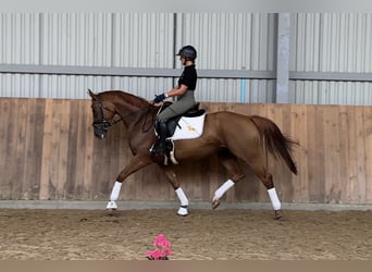 Koń oldenburski, Klacz, 4 lat, 165 cm, Kasztanowata