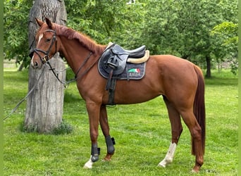 Koń oldenburski, Klacz, 4 lat, 165 cm, Kasztanowata