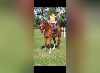 Koń oldenburski, Klacz, 4 lat, 165 cm, Kasztanowata