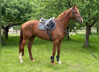 Koń oldenburski, Klacz, 4 lat, 165 cm, Kasztanowata
