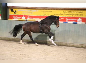 Koń oldenburski, Klacz, 4 lat, 165 cm