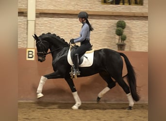 Koń oldenburski, Klacz, 4 lat, 165 cm, Skarogniada