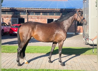 Koń oldenburski, Klacz, 4 lat, 166 cm, Ciemnogniada