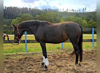 Koń oldenburski, Klacz, 4 lat, 166 cm, Ciemnogniada