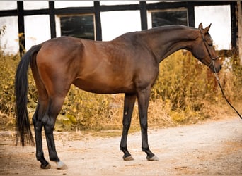 Koń oldenburski, Klacz, 4 lat, 166 cm, Ciemnogniada
