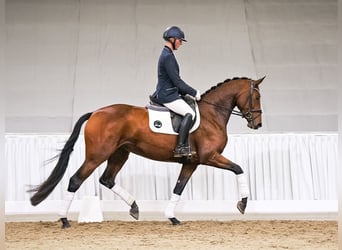 Koń oldenburski, Klacz, 4 lat, 166 cm, Gniada