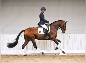 Koń oldenburski, Klacz, 4 lat, 166 cm, Gniada
