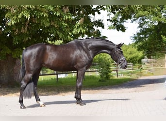 Koń oldenburski, Klacz, 4 lat, 166 cm, Kara