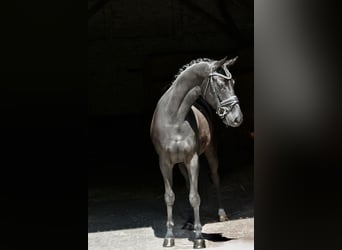 Koń oldenburski, Klacz, 4 lat, 166 cm, Kara
