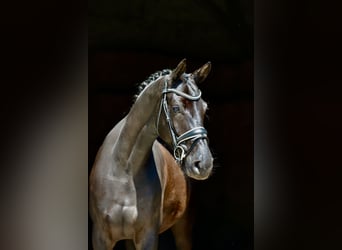 Koń oldenburski, Klacz, 4 lat, 166 cm, Kara