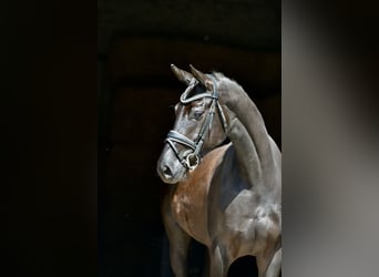 Koń oldenburski, Klacz, 4 lat, 166 cm, Kara