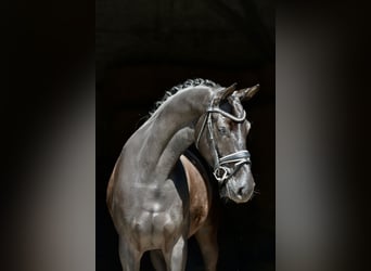 Koń oldenburski, Klacz, 4 lat, 166 cm, Kara