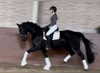 Koń oldenburski, Klacz, 4 lat, 166 cm, Kara