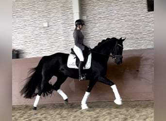 Koń oldenburski, Klacz, 4 lat, 166 cm, Kara