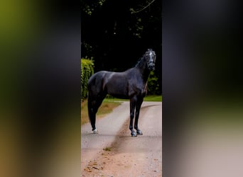 Koń oldenburski, Klacz, 4 lat, 166 cm, Kara