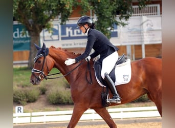 Koń oldenburski, Klacz, 4 lat, 166 cm, Kasztanowata