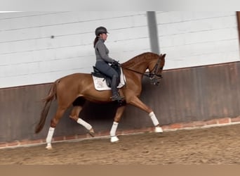 Koń oldenburski, Klacz, 4 lat, 166 cm, Kasztanowata