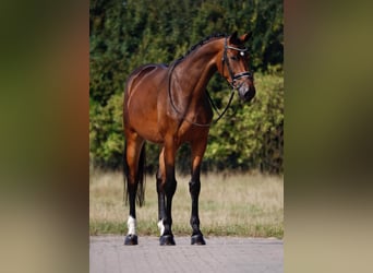 Koń oldenburski, Klacz, 4 lat, 167 cm, Ciemnogniada