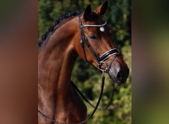 Koń oldenburski, Klacz, 4 lat, 167 cm, Ciemnogniada