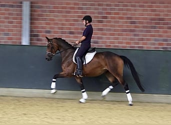 Koń oldenburski, Klacz, 4 lat, 167 cm, Ciemnogniada