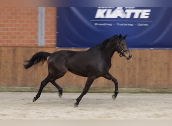 Koń oldenburski, Klacz, 4 lat, 167 cm, Ciemnogniada