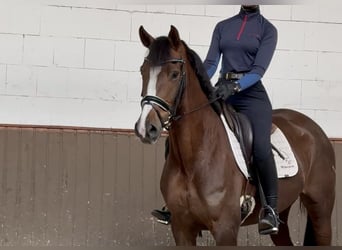 Koń oldenburski, Klacz, 4 lat, 167 cm, Ciemnokasztanowata