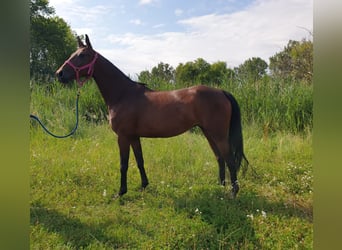 Koń oldenburski, Klacz, 4 lat, 167 cm, Gniada