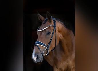 Koń oldenburski, Klacz, 4 lat, 167 cm, Gniada