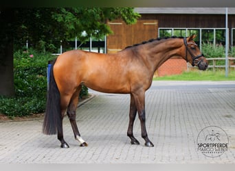 Koń oldenburski, Klacz, 4 lat, 167 cm, Gniada