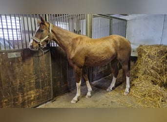 Koń oldenburski, Klacz, 4 lat, 167 cm, Kasztanowata