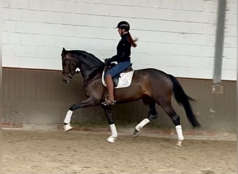 Koń oldenburski, Klacz, 4 lat, 168 cm, Ciemnogniada