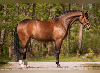 Koń oldenburski, Klacz, 4 lat, 168 cm, Ciemnogniada