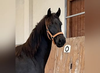 Koń oldenburski, Klacz, 4 lat, 168 cm, Ciemnogniada