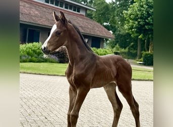 Koń oldenburski, Klacz, 4 lat, 168 cm, Gniada
