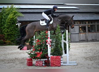 Koń oldenburski, Klacz, 4 lat, 168 cm, Gniada