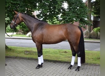 Koń oldenburski, Klacz, 4 lat, 168 cm, Gniada