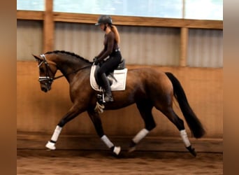 Koń oldenburski, Klacz, 4 lat, 168 cm, Gniada