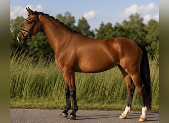 Koń oldenburski, Klacz, 4 lat, 168 cm, Gniada