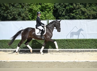 Koń oldenburski, Klacz, 4 lat, 168 cm, Kara