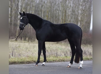 Koń oldenburski, Klacz, 4 lat, 168 cm, Kara