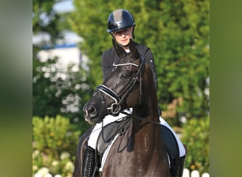 Koń oldenburski, Klacz, 4 lat, 168 cm, Kara