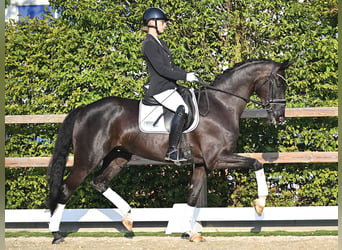 Koń oldenburski, Klacz, 4 lat, 168 cm, Kara