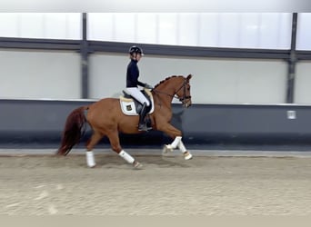 Koń oldenburski, Klacz, 4 lat, 168 cm, Kasztanowata