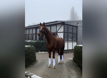 Koń oldenburski, Klacz, 4 lat, 168 cm, Kasztanowata