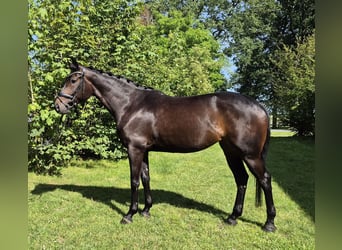 Koń oldenburski, Klacz, 4 lat, 168 cm, Skarogniada