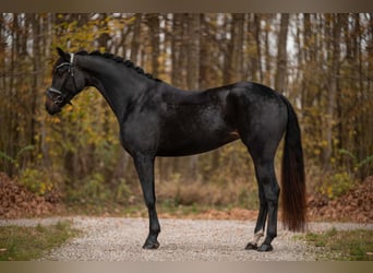 Koń oldenburski, Klacz, 4 lat, 168 cm, Skarogniada