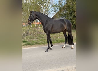 Koń oldenburski, Klacz, 4 lat, 169 cm, Ciemnogniada