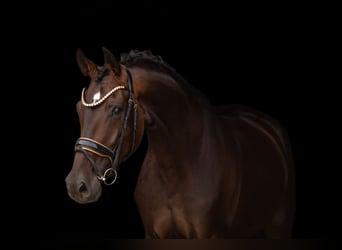 Koń oldenburski, Klacz, 4 lat, 170 cm, Ciemnogniada