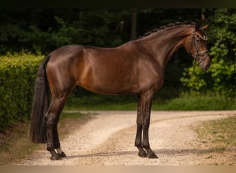 Koń oldenburski, Klacz, 4 lat, 170 cm, Ciemnogniada